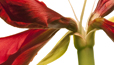Amaryllis Emergence
